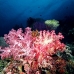 coral_soft_pc_v_0705_png1950.jpg